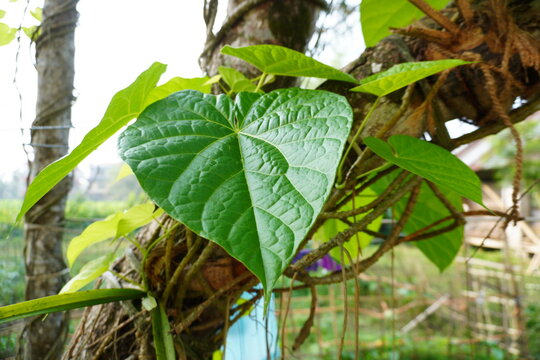 Saguni Lota Leaves scientific name Tinospora Cordifolia has incredible health benefits