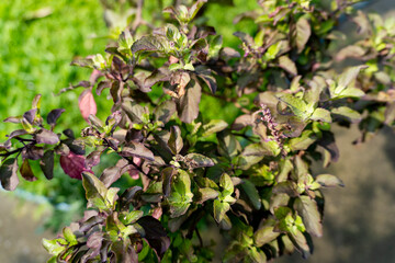 Holy Basil or Tulshi Leaves is also known as Ocimum Tenuiflorum