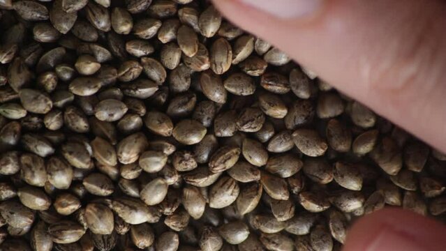 Semillas de marihuana efecto luminoso