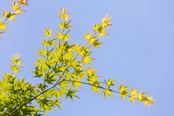 Green maple leaf. warm sunshine