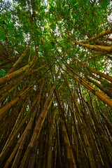 beautiful bamboo forest in hawaii