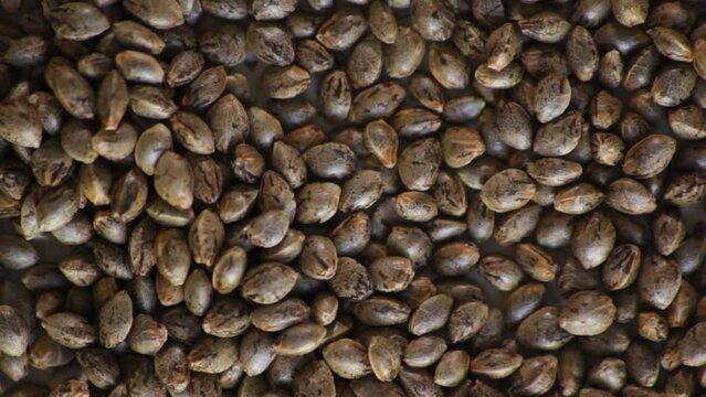 Semillas de marihuana efecto luminoso