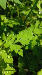 Regentropfen auf einem grünen Blatt in der Sonne