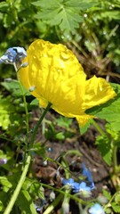 Gelbe Mohnblüte in der Sonne mit Tautropfen