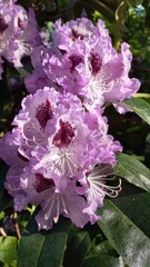 Rosa Blüte im Sommer