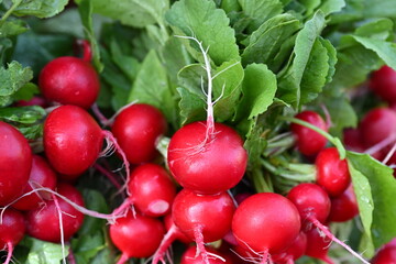 a bunch of ripe red radishes that have been placed up and ready to