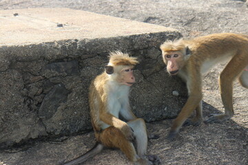 Macaque monkey family sitting together on a rock. Kurunegala Sri Lanka