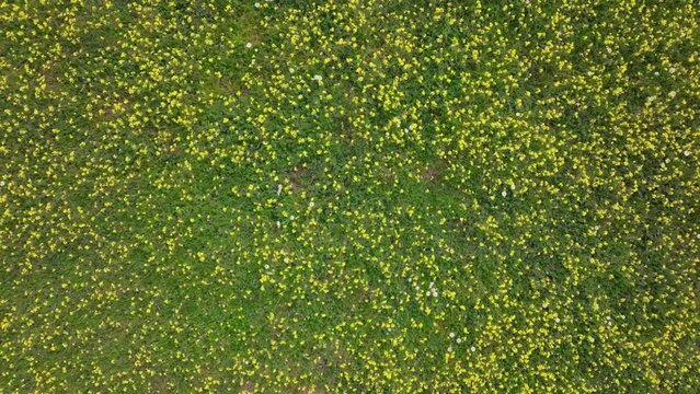 rising flight with a drone with a top-down view in a meadow full of flowers, the vast majority of which are yellow and a green background with some white dots, nice image for textures