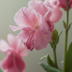 Obraz premium a close up of pink flowers