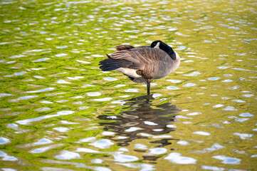Canada Goose sleeps on one leg in flowing pond water with ripples, sky and green woods reflected in water surface