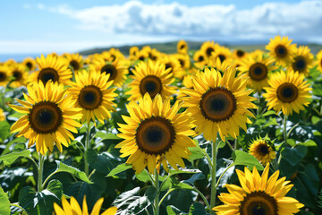 Fototapeta premium Sunflower Field