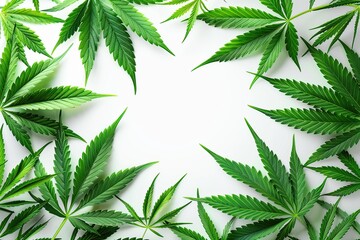 The pattern of a cannabis leaves isolated on a white background.