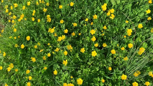 Close up of flowers background in nature and abstract view close up of colours UK 4K