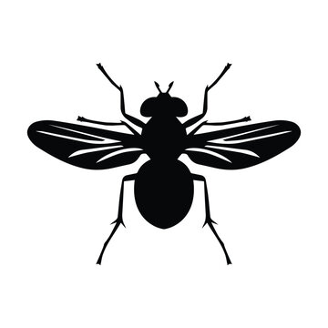 recommend clip art: Fly insect vector silhouette