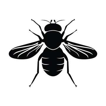 recommend clip art: Fly insect vector illustration