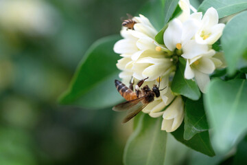 Busy worker honey bee are gathering nectar and pollen from white flowers, orange jasmine flower