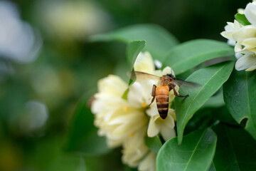 Busy worker honey bee are gathering nectar and pollen from white flowers, orange jasmine flower