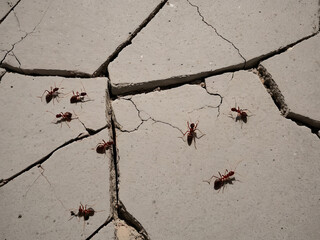 Zoom mode cement floor with cracks There are ants walking around.