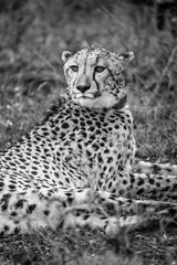 Cheetah family sitting in some shade whilst taking a nap