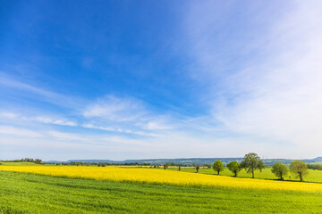 Rural landscape view with flowering rapeseed