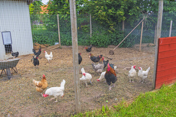 Hens in a chicken coop in the country © Lars Johansson