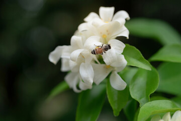 Busy worker honey bee are gathering nectar and pollen from white flowers, orange jasmine flower