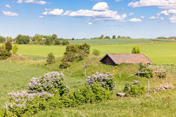 Rural landscape view with flowering Lilac flowers in the summer