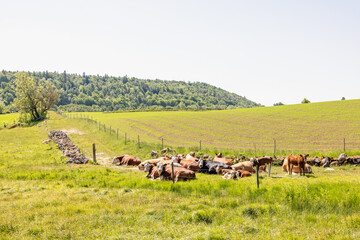 Resting cows on a lush green meadow in a sunny rural landscape