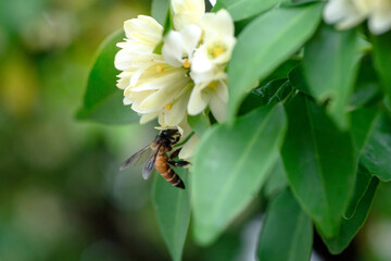 Busy worker honey bee are gathering nectar and pollen from white flowers, orange jasmine flower