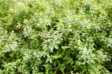 Unripe bush of flowers Spiraea Vanhouttei at park. Beautiful ornamental plant in spring