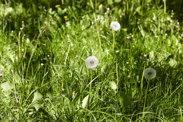 White fluffy dandelions on a background of green grass at spring. Dandelion flowers with flying feathers