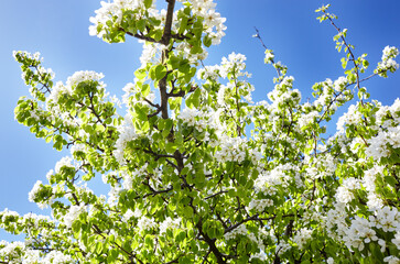Blooming branches of a pear tree on a blue sky background. Flowering pear tree. Soft focus image of blooms tree in spring time
