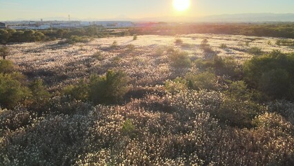 夕暮れのススキ 空撮