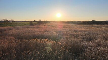 夕暮れのススキ 空撮