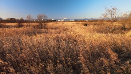 夕暮れのススキと富士山