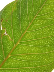 Midrib and leaf venation of guava green leaf.leaf venation of Psidium guajava.guava leaf venation pattern