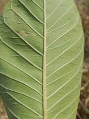 Midrib and leaf venation of guava green leaf.leaf venation of Psidium guajava.guava leaf venation pattern