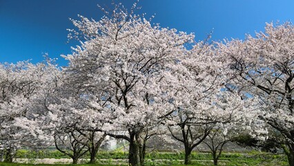 桜並木