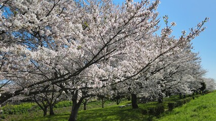 桜並木