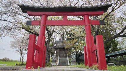 春の富士浅間神社 鳥居