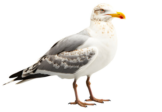 recommend clip art: Picture white, gray seagull draw watercolor. fly in search of food isolated on cut out PNG or transparent background. Realistic animal bird clipart template pattern	
                    