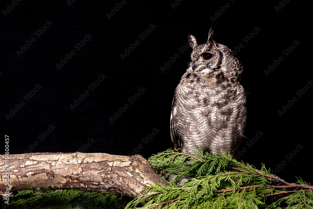 Poster a close up studio portrait of a vermiculite eagle owl, bubo cinerascens. it is perched on a branch a
