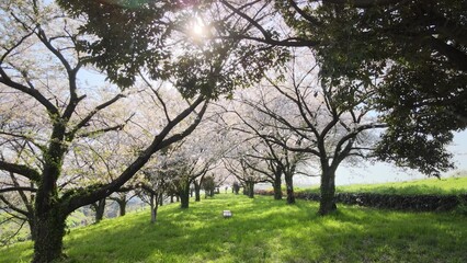 桜並木と木漏れ日