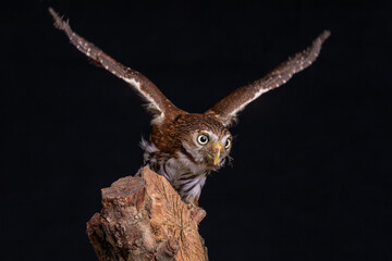 a close up portrait of a eurasian pygmy owl, Glaucidium passerinum. The smallest owl in Europe . Perched on a tree stump with its wings spread about to take off.