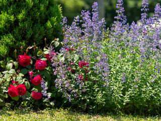 Obraz premium 植物園の薔薇の花とハーブ