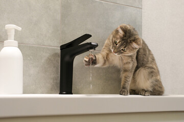 Funny portrait of cat drinking water from black tap in modern bathroom. Cat play with water, see on...