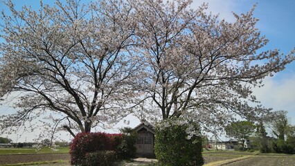 稲荷神社と桜