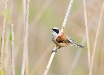 Eurasian penduline tit, remiz pendulinus. A bird sits on a reed stalk on a riverbank