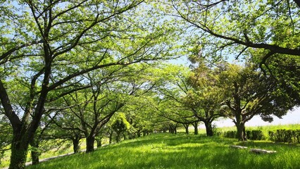 新緑の並木道