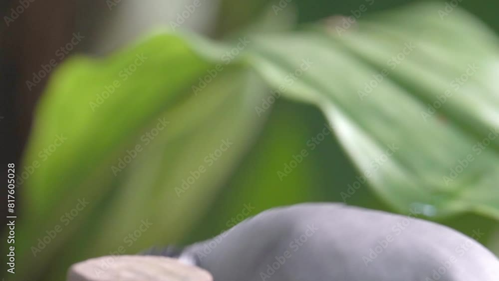 Poster closeup of endangered java sparrow bird on the tree.